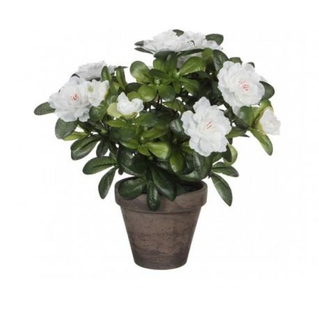 Gardenia parfumata