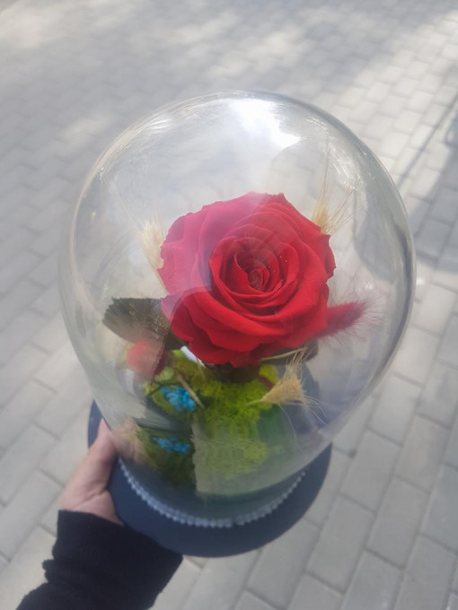 Trandafir criogenat- rosu in cupola