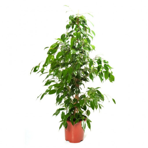 Ficus Benjamina 70 cm