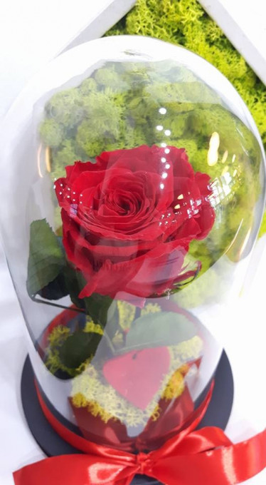 Trandafir criogenat rosu în cupolă