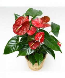 Anthurium rosu 65 cm