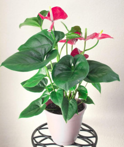 Anthurium 50 cm