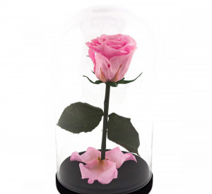 trandafir criogenat roz
