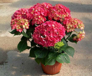 Hortensia in ghiveci