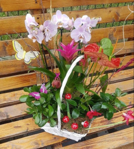 Cos Cu Plante