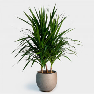 Dracaena mic