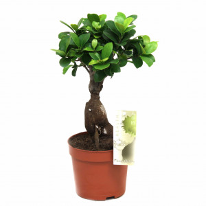 Bonsai Gingseng - 20-30cm