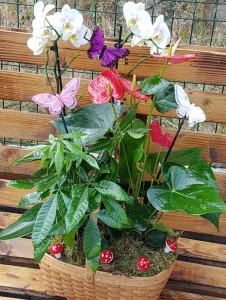 Cos Cu Plante Norocoase