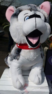 Catel Husky de plus