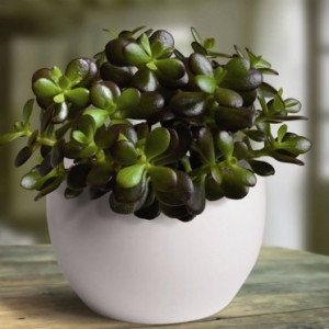 Crassula - Planta prosperitatii