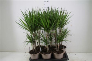 Dracaena Copacul dragon