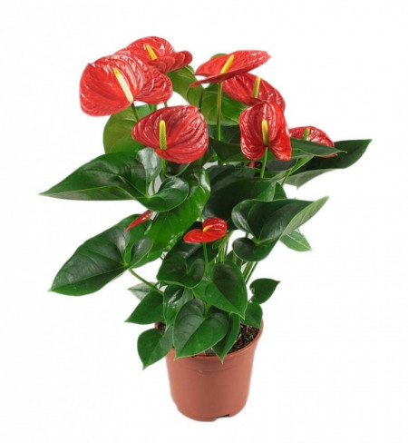 Anthurium Floarea Flamingo