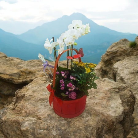 aranjament plante naturale