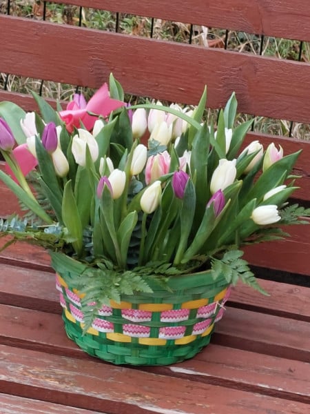 lalele in cos florarie craiova