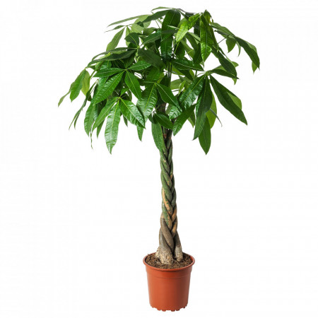 Pachira Copacul banilor 120 cm