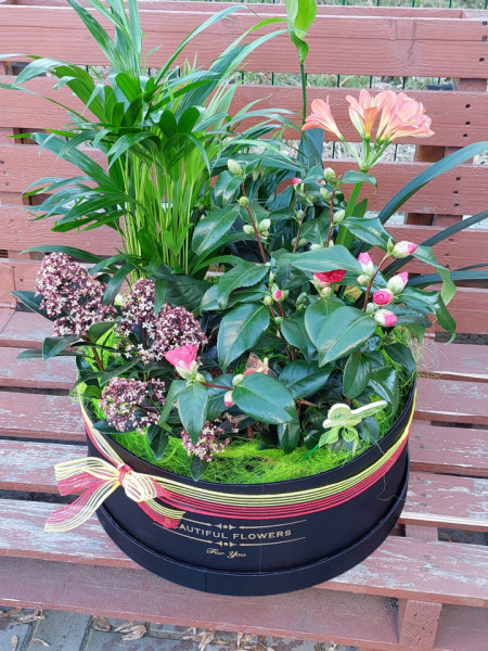 cos cu plante