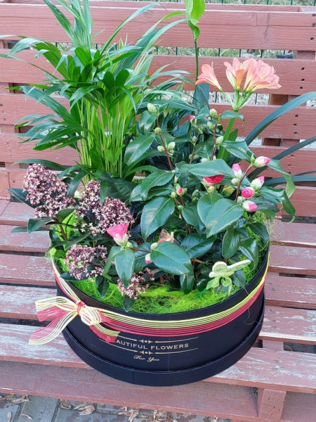 cos cu plante
