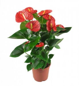 Anthurium Floarea Flamingo