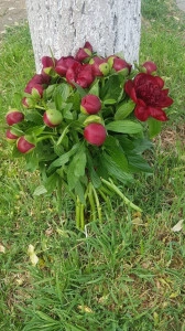 Buchet 25 bujori rosii
