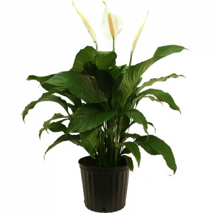 Spathiphillum - Crinul Pacii