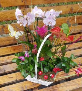 Aranjament cu plante în ghiveci