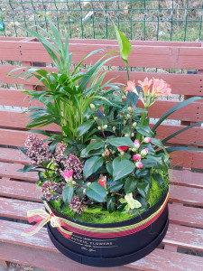 Aranjament elegant cu plante vii