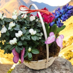 Coș de primăvară cu Azalee, Cyclamen și Zambilă