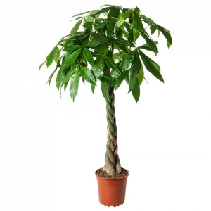 Pachira Copacul banilor 120 cm