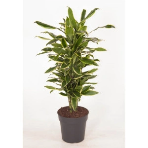 Dracaena fragrans - Copacul chinezesc al banilor