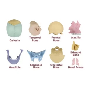 Joc educativ anatomic cu parti mobile, Craniul uman, scara 1:2