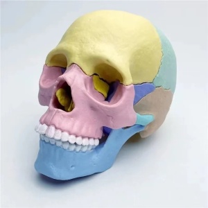 Joc educativ anatomic cu parti mobile, Craniul uman, scara 1:2