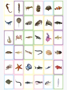 Set 36 carduri cognitive invatare vietati marine in limba engleza