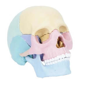 Joc educativ anatomic cu parti mobile, Craniul uman, scara 1:2