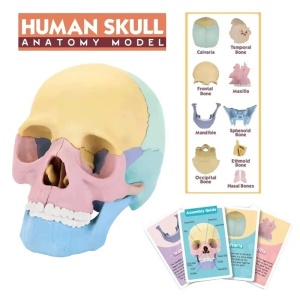 Joc educativ anatomic cu parti mobile, Craniul uman, scara 1:2