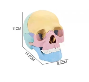 Joc educativ anatomic cu parti mobile, Craniul uman, scara 1:2