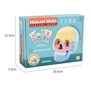 Joc educativ anatomic cu parti mobile, Craniul uman, scara 1:2