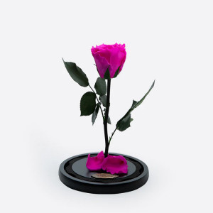 Cupola cu trandafir criogenat pe pat de petale, fucsia