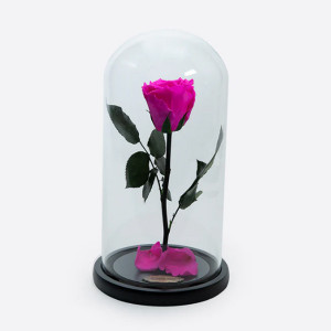 Cupola cu trandafir criogenat pe pat de petale, fucsia