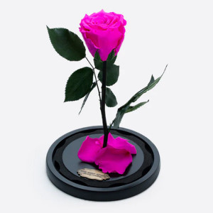 Cupola cu trandafir criogenat pe pat de petale, fucsia
