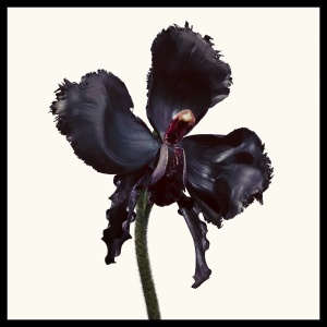 Tom Ford Black Orchid Reserve, Apa de Parfum, UNISEX