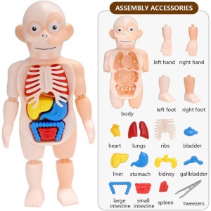 Set Anatomia Corpului Uman - Img 2