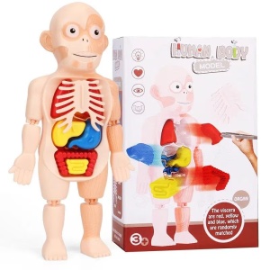 Set Anatomia Corpului Uman - Img 1