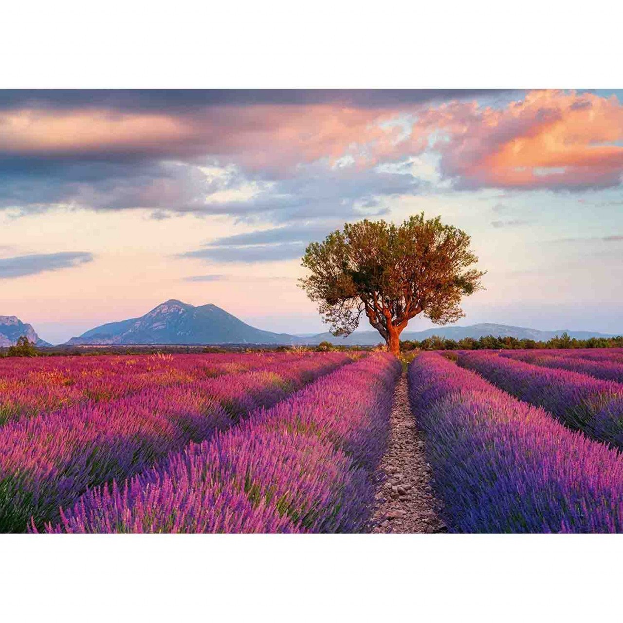 Puzzle Camp De Lavanda, 1000 Piese - 1 | YEO