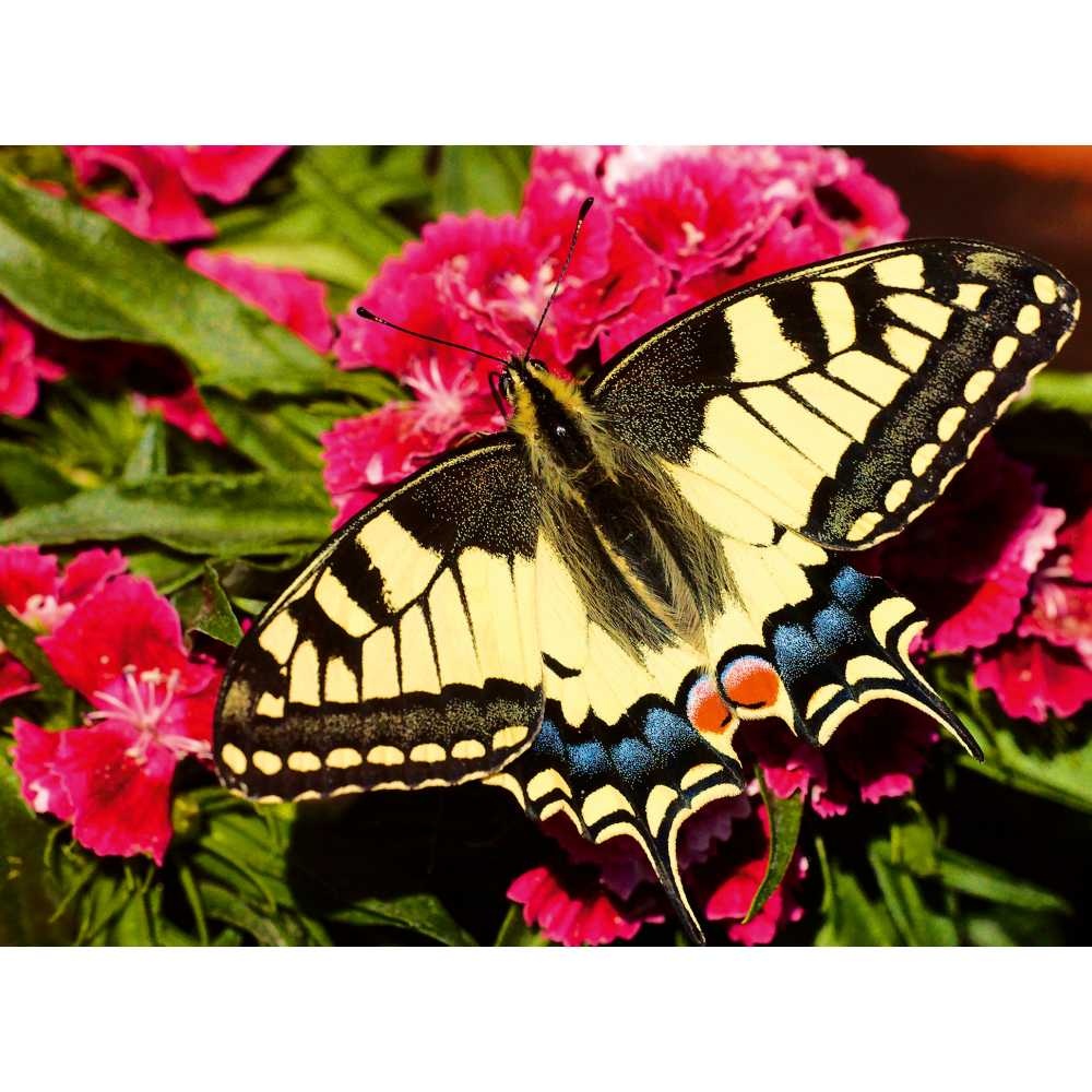 Ravensburger - Puzzle animale colorate fluture 500 piese - 2 | YEO