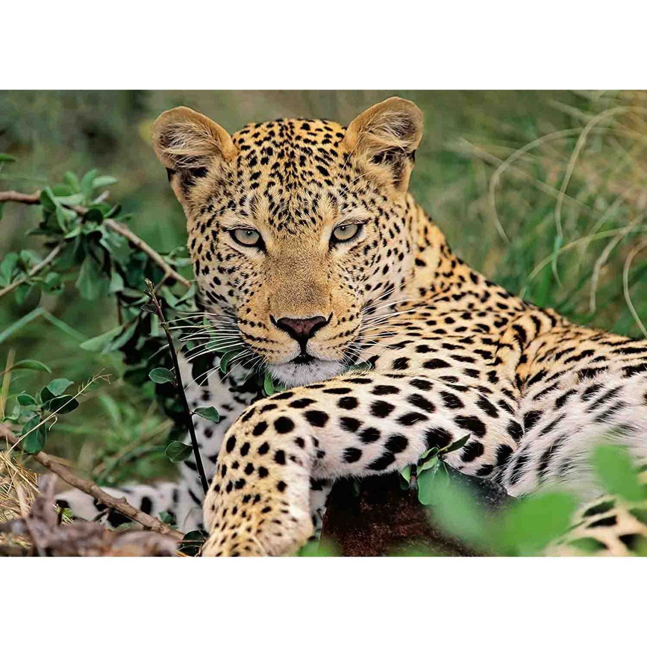 Puzzle Leopard, 100 Piese - 1 | YEO