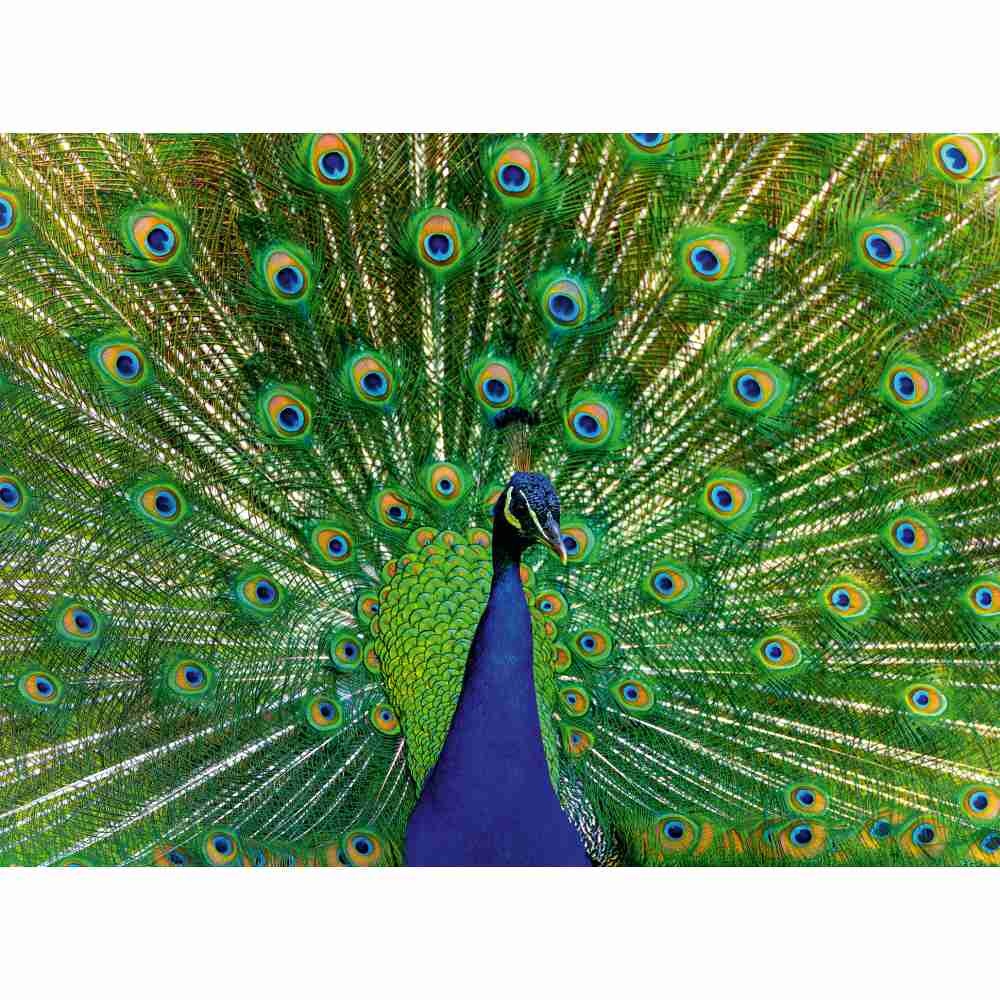 Ravensburger - Puzzle animale colorate paun 500 piese - 2 | YEO