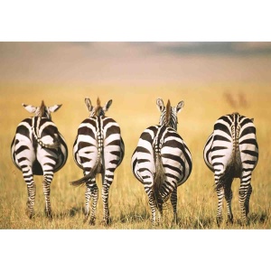 Puzzle Zebre In Savana, 300 Piese - Img 2