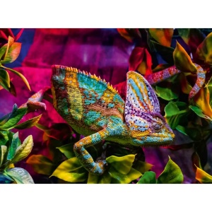 Ravensburger - Puzzle animale colorate cameleon 500 piese - Img 3