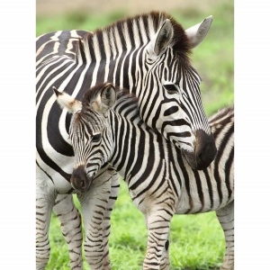 Puzzle Zebre, 300 Piese - Img 3
