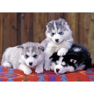 Puzzle Pui De Huskie, 200 Piese - Img 2